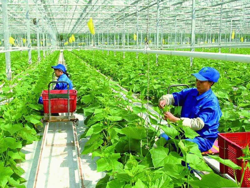 为什么施肥多，产量反而低？