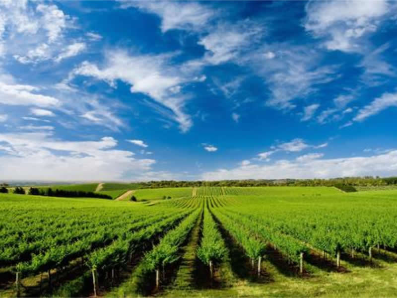 水溶肥的正确使用方法